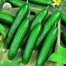 بذر خیار بیت آلفا ظرافت مدل BZ18822