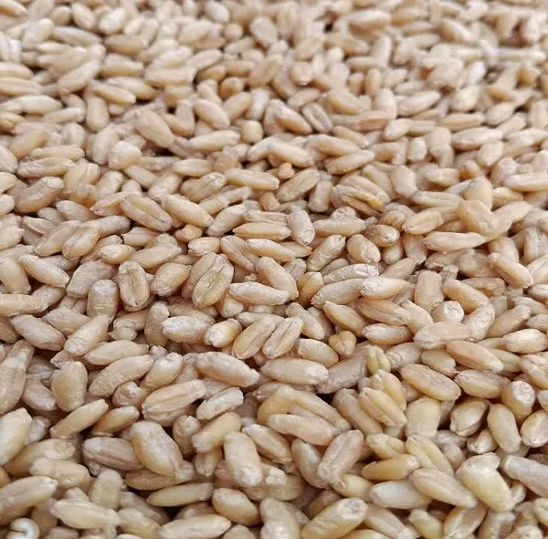 جو پوست کنده - 900 گرم