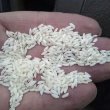 برنج دانه کوتاه استخوانی - ۱۰ کیلوگرم