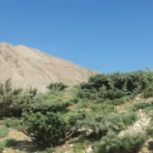 عسل گون گز - 1000 گرم