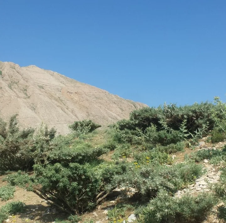 عسل گون گز - 1000 گرم