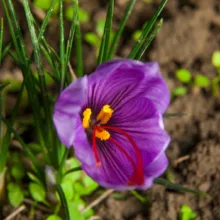 زعفران سوپر نگین صادراتی ژیوار - 1 گرم
