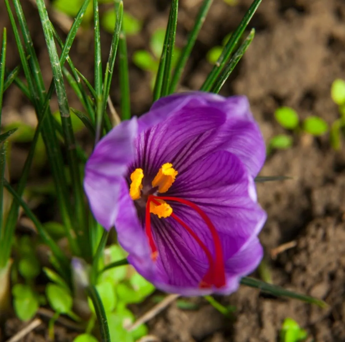 زعفران سوپر نگین صادراتی ژیوار - 1 گرم