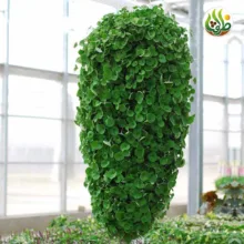بذر چمن دایکوندرا ظرافت مدل BZ18069 بسته 10 عددی
