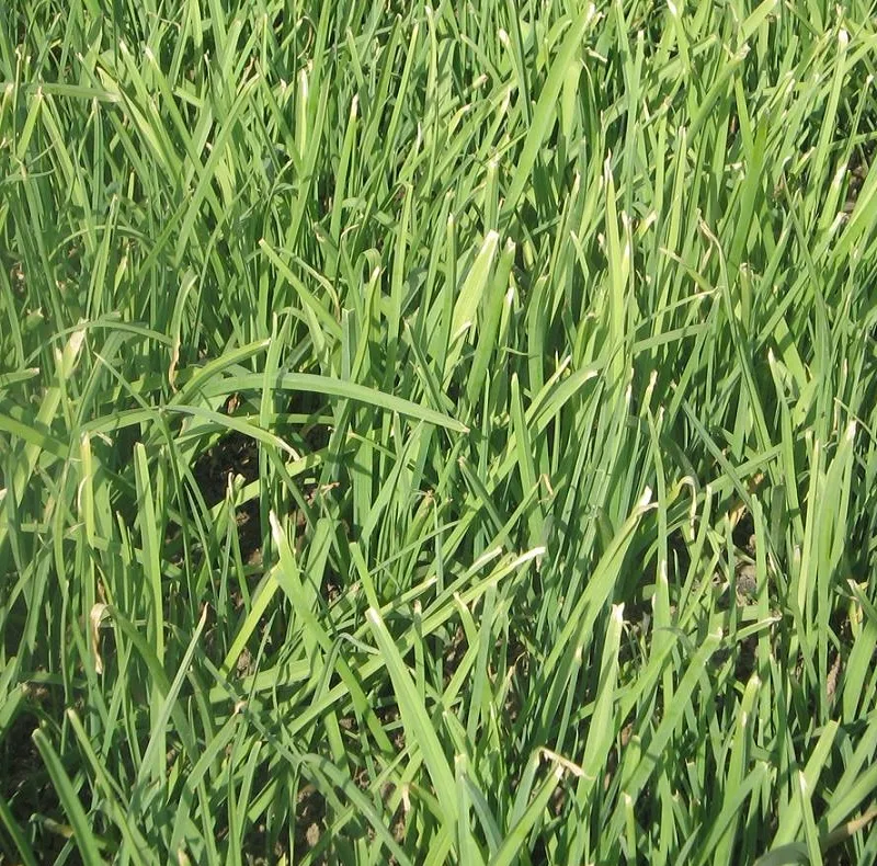 بذر تره شادهگان ظرافت مدل BZ4482
