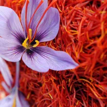 زعفران سرگل نرمه و ریشه قاینات - یک مثقال