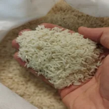 برنج شیرودی شمال - ۱۰ کیلوگرم
