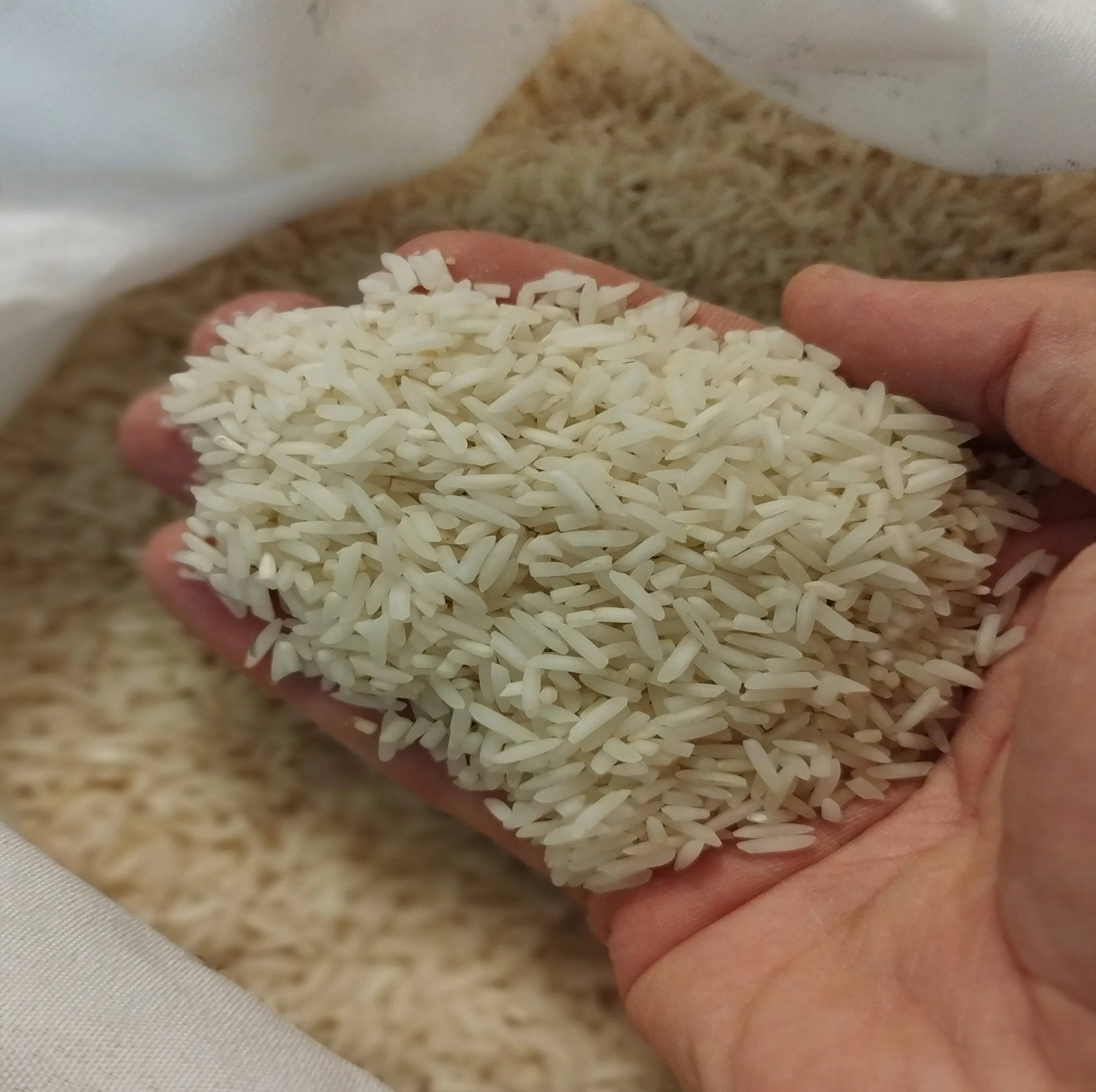 برنج شیرودی شمال - ۱۰ کیلوگرم