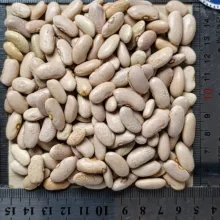 لوبیا کشاورزی دلاوران - ۷۰۰ گرم