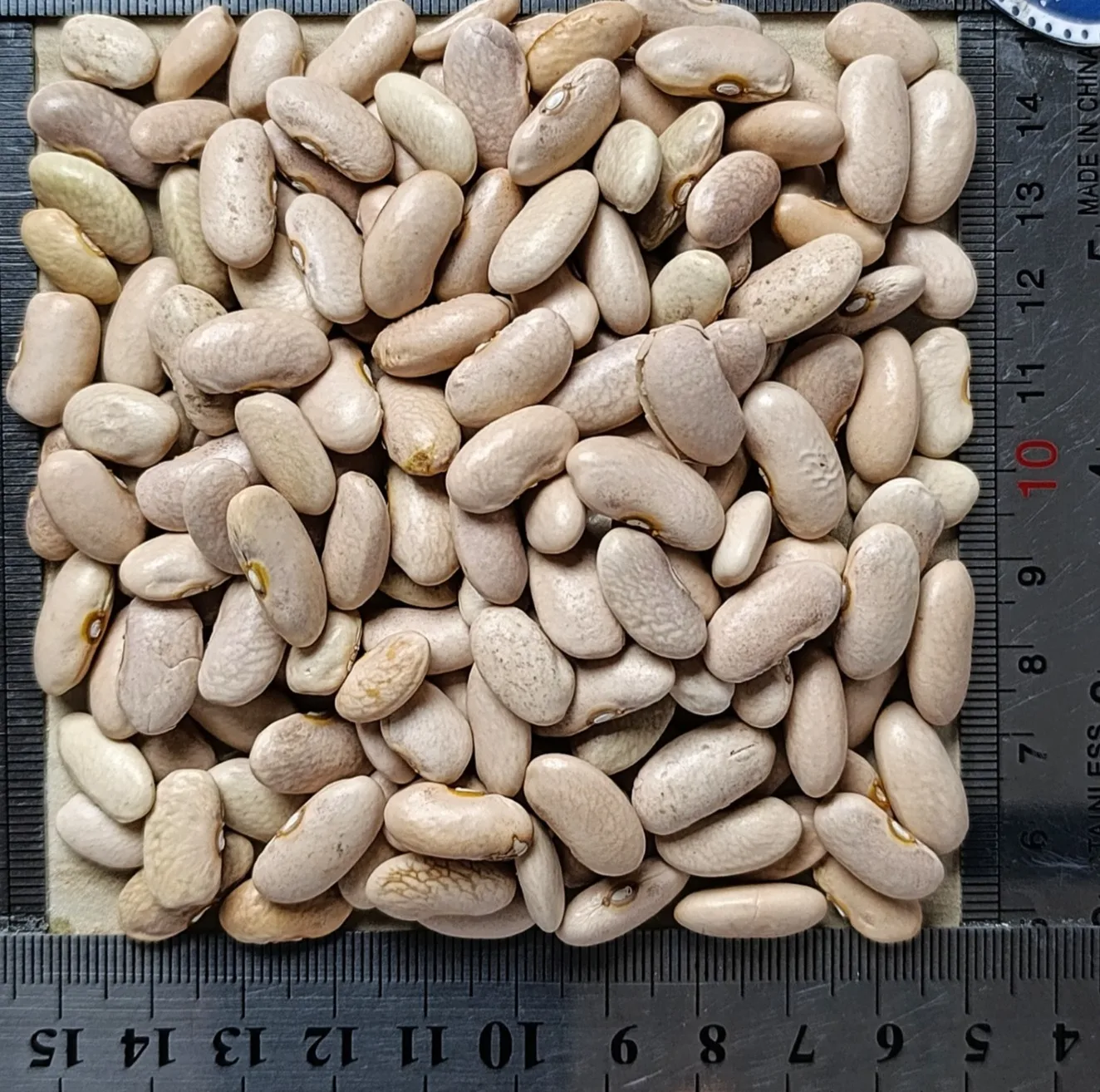 لوبیا کشاورزی دلاوران - ۷۰۰ گرم
