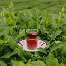 چای شمال ساقه - 2 کیلوگرم