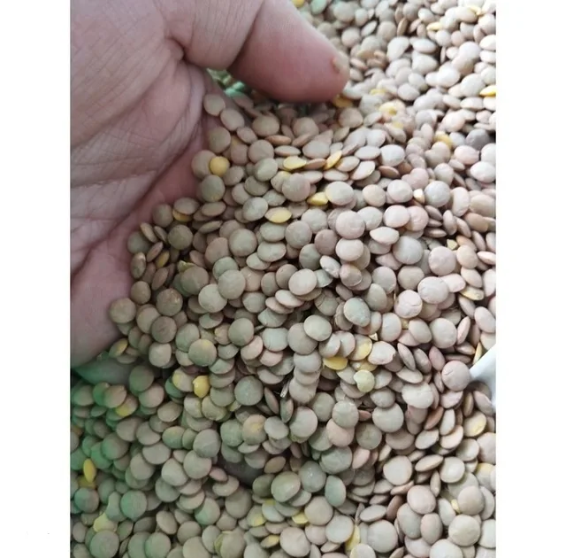 عدس درشت ممتاز آقای شکر - ۳ کیلوگرم