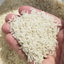 برنج طارم هاشمی شمال - 10 کیلوگرم