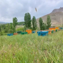 عسل طبیعی شان - 1000 گرم