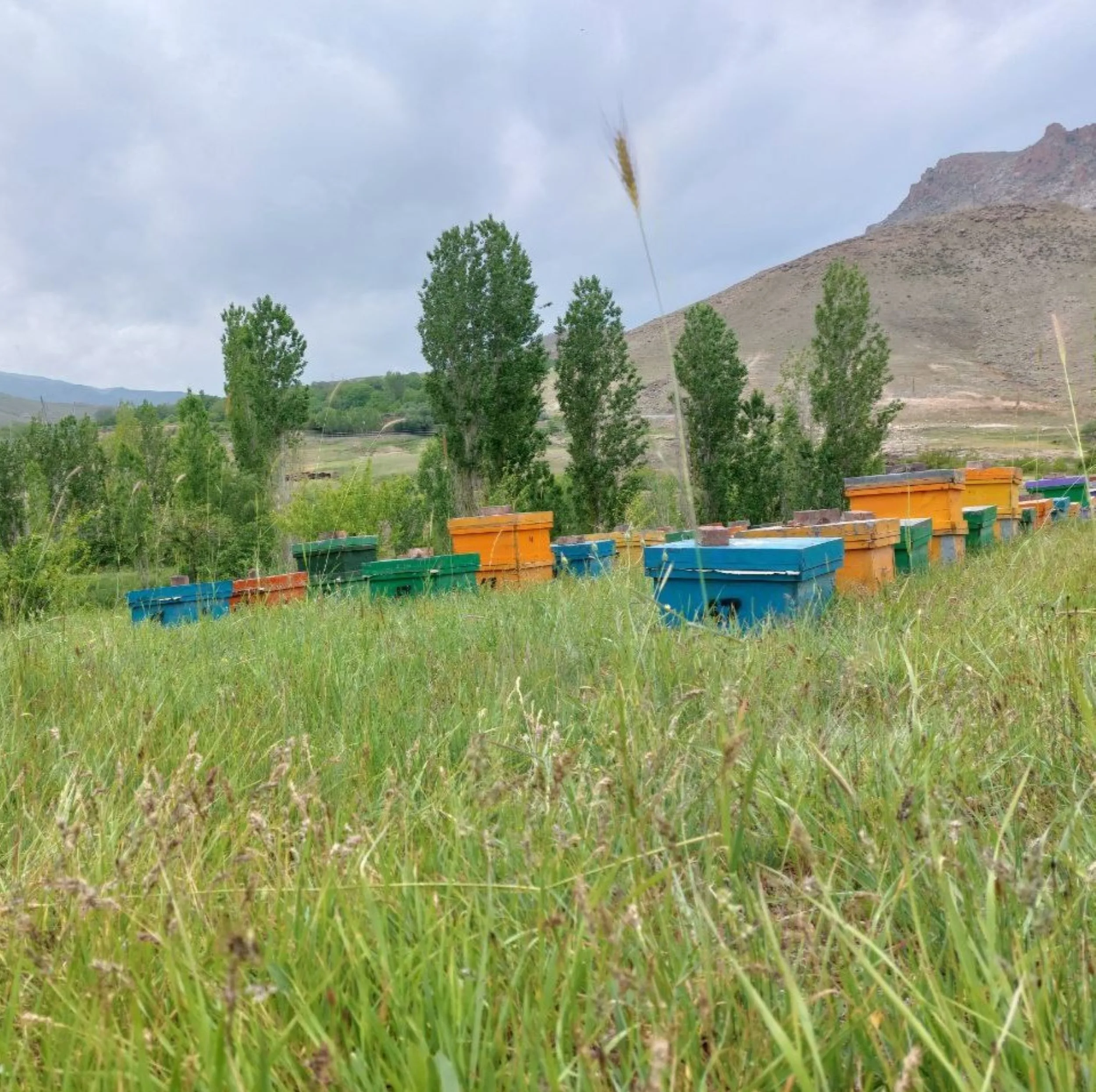 عسل طبیعی شان - 1000 گرم