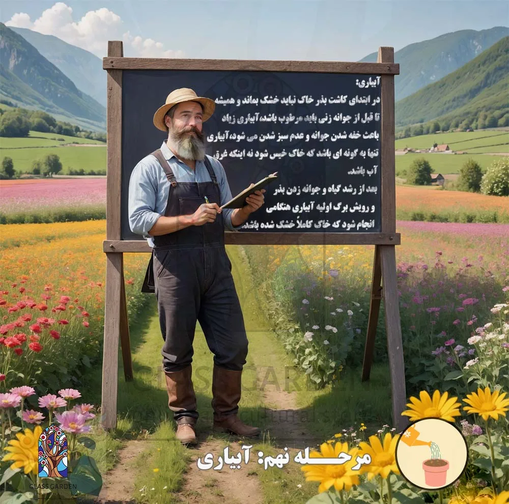 بذر کدو تنبل غول پیکر گلس گاردن مدل GL02