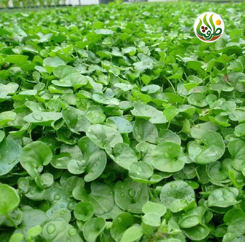 بذر چمن دایکوندرا ظرافت مدل BZ18069 بسته 10 عددی