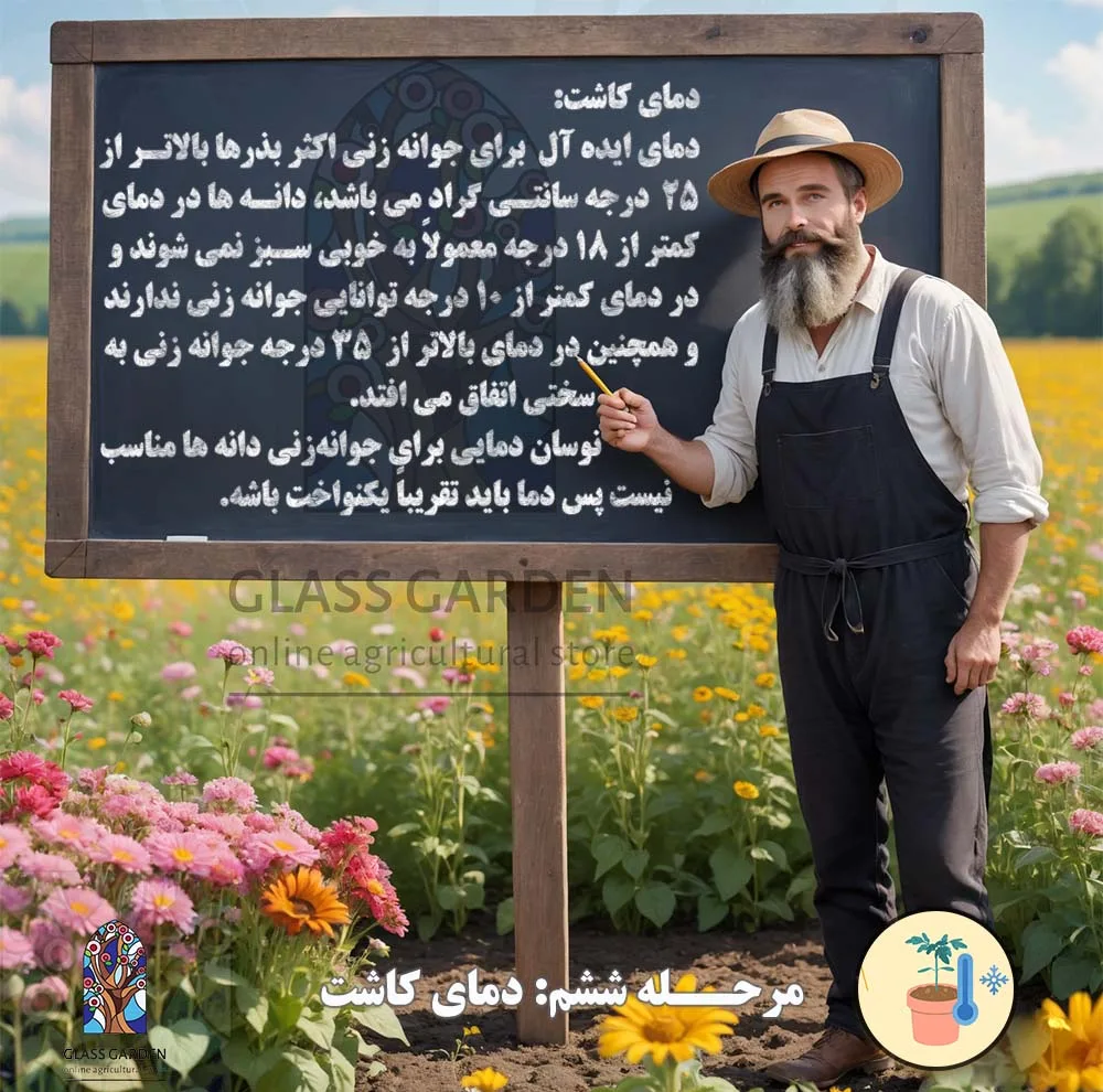 بذر کدو تنبل غول پیکر گلس گاردن مدل GL02