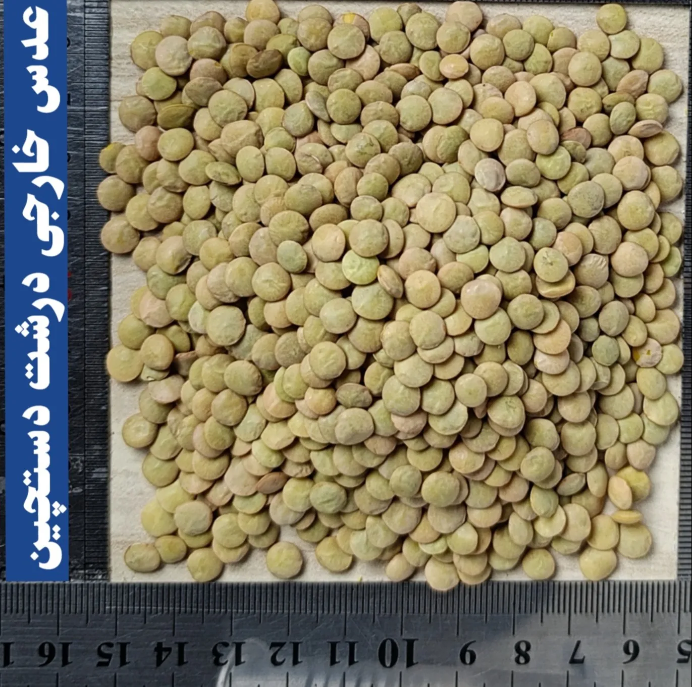 عدس درشت دلاوران - 700 گرم