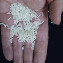 برنج استخوانی مازندران - 10 کیلوگرم