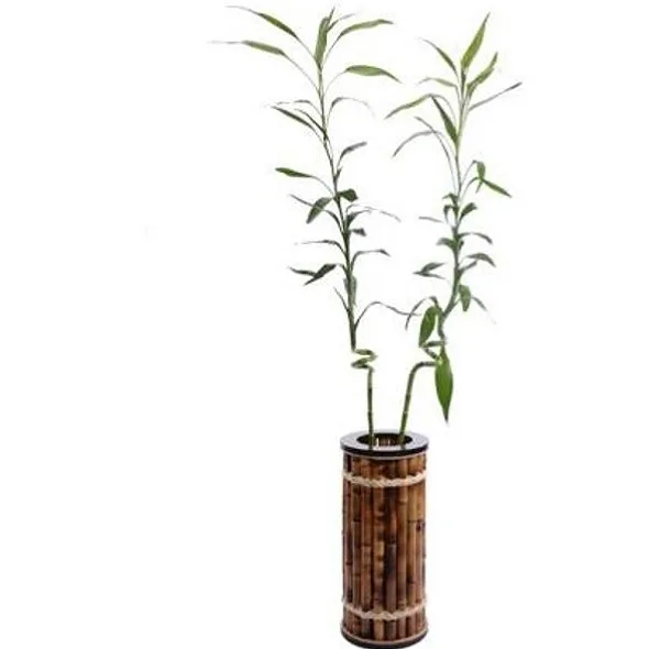گلدان حصیری مدل بامبو نی کار کد 55