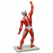 بازی آموزشی مدل مولاژ عضلات انسان کد 3D