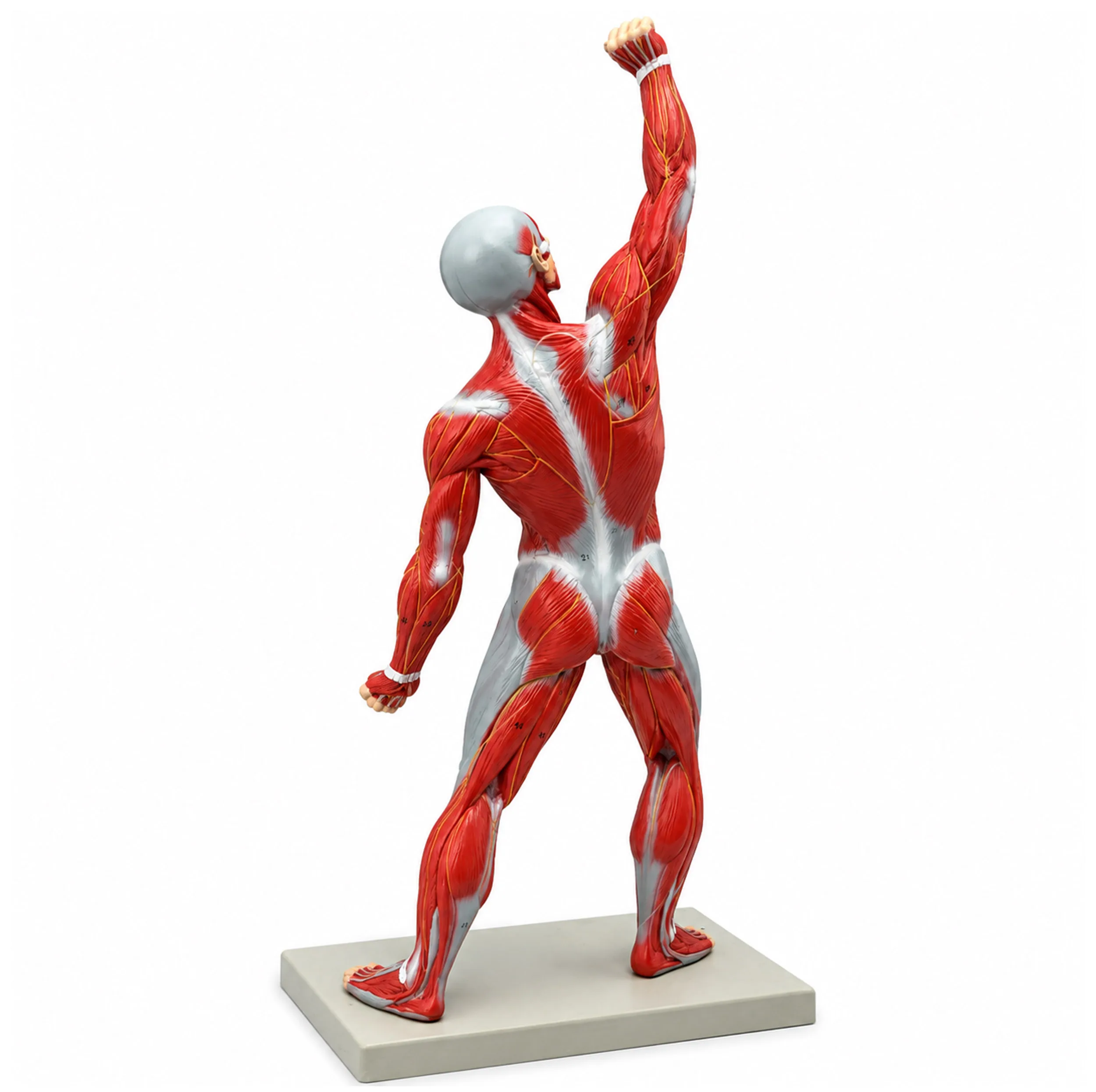 بازی آموزشی مدل مولاژ عضلات انسان کد 3D