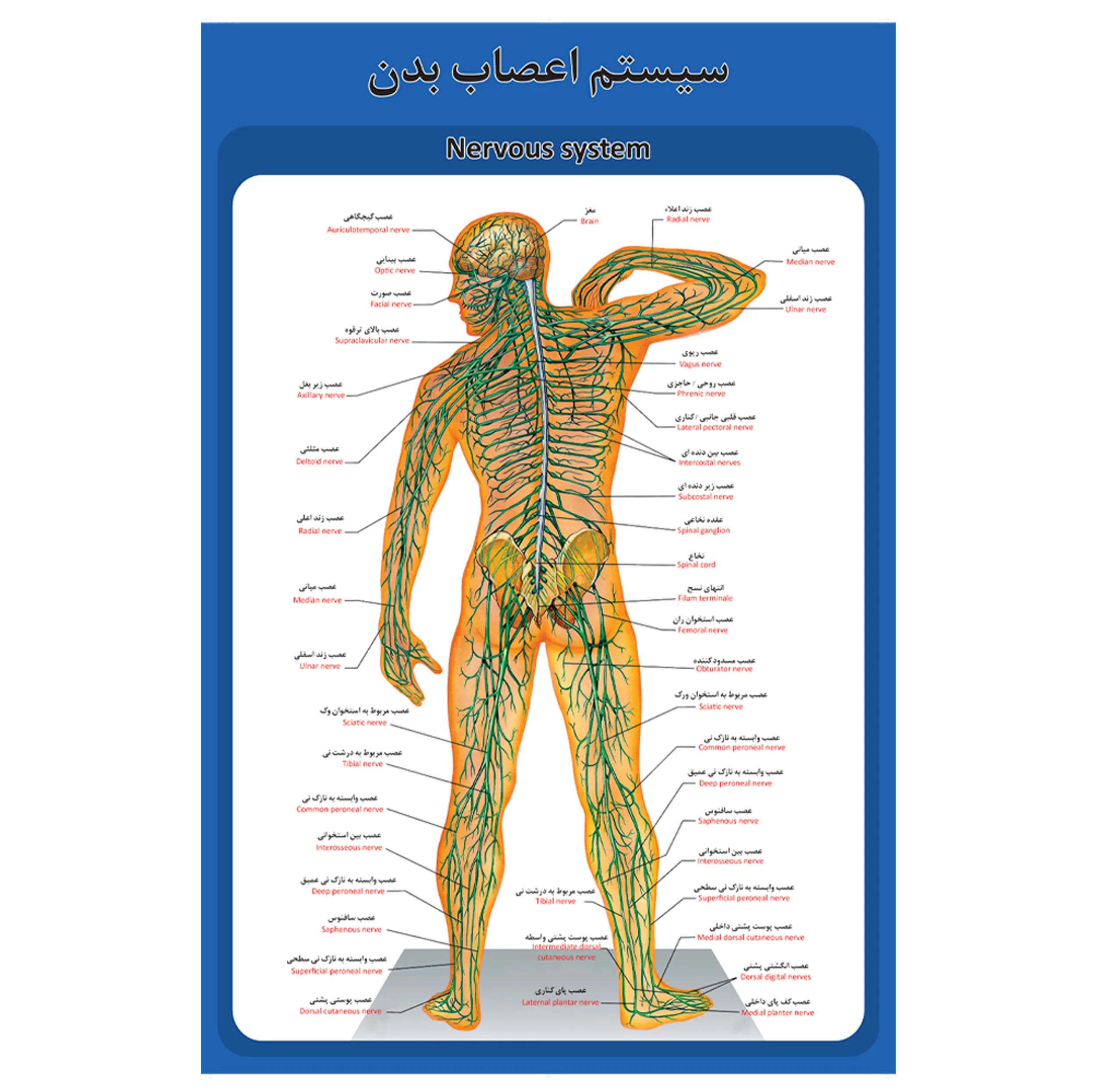 پوستر آموزشی طرح آناتومی ساختار اعصاب