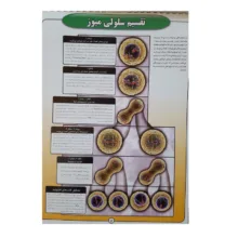 پوستر آموزش مدل زیست شناسی سلول