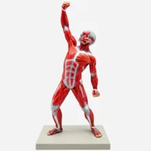بازی آموزشی مدل مولاژ عضلات انسان کد 3D