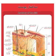 پوستر آموزشی طرح آناتومی ساختار پوست