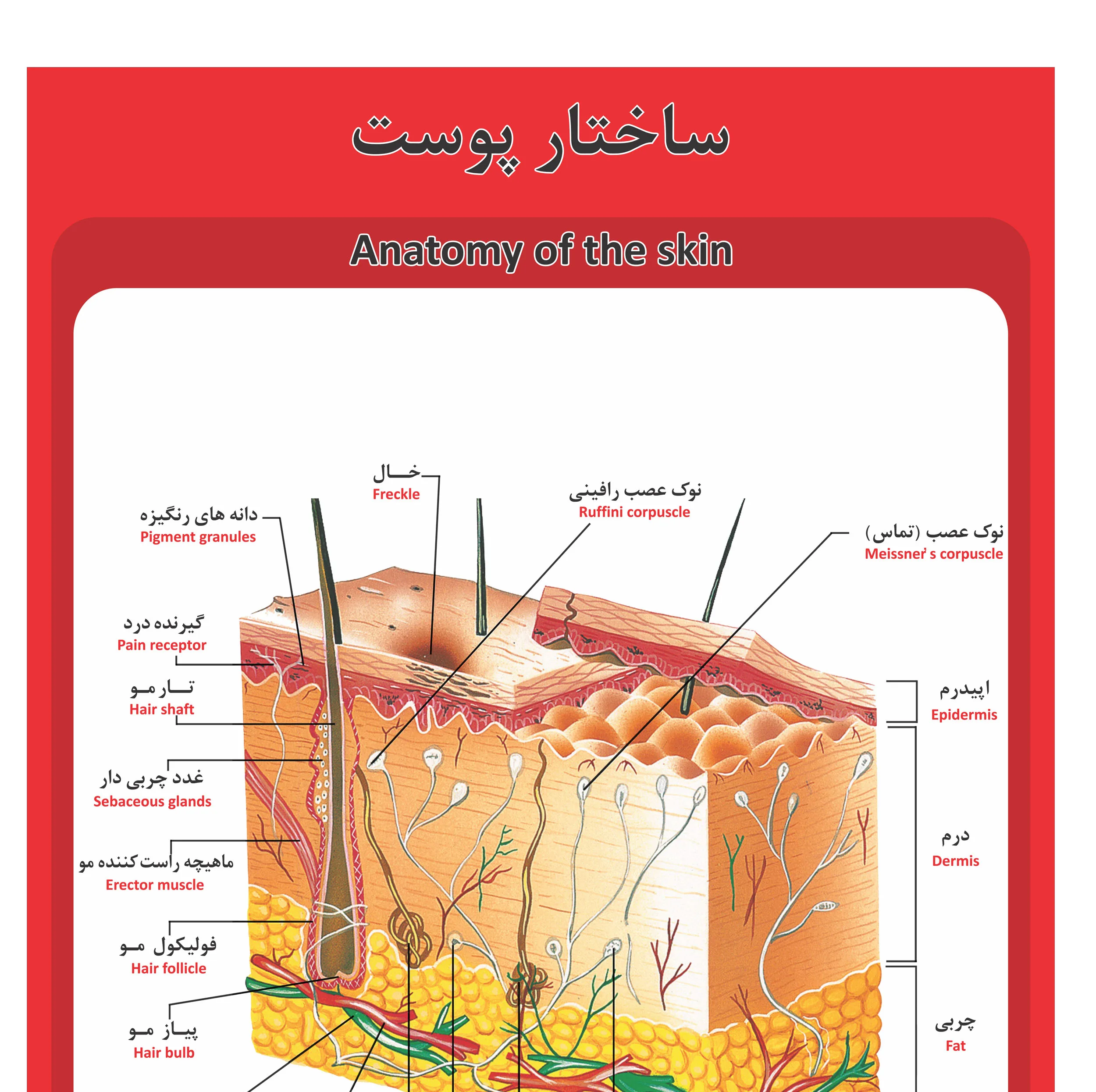 پوستر آموزشی طرح آناتومی ساختار پوست