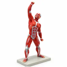بازی آموزشی مدل مولاژ عضلات انسان کد 3D