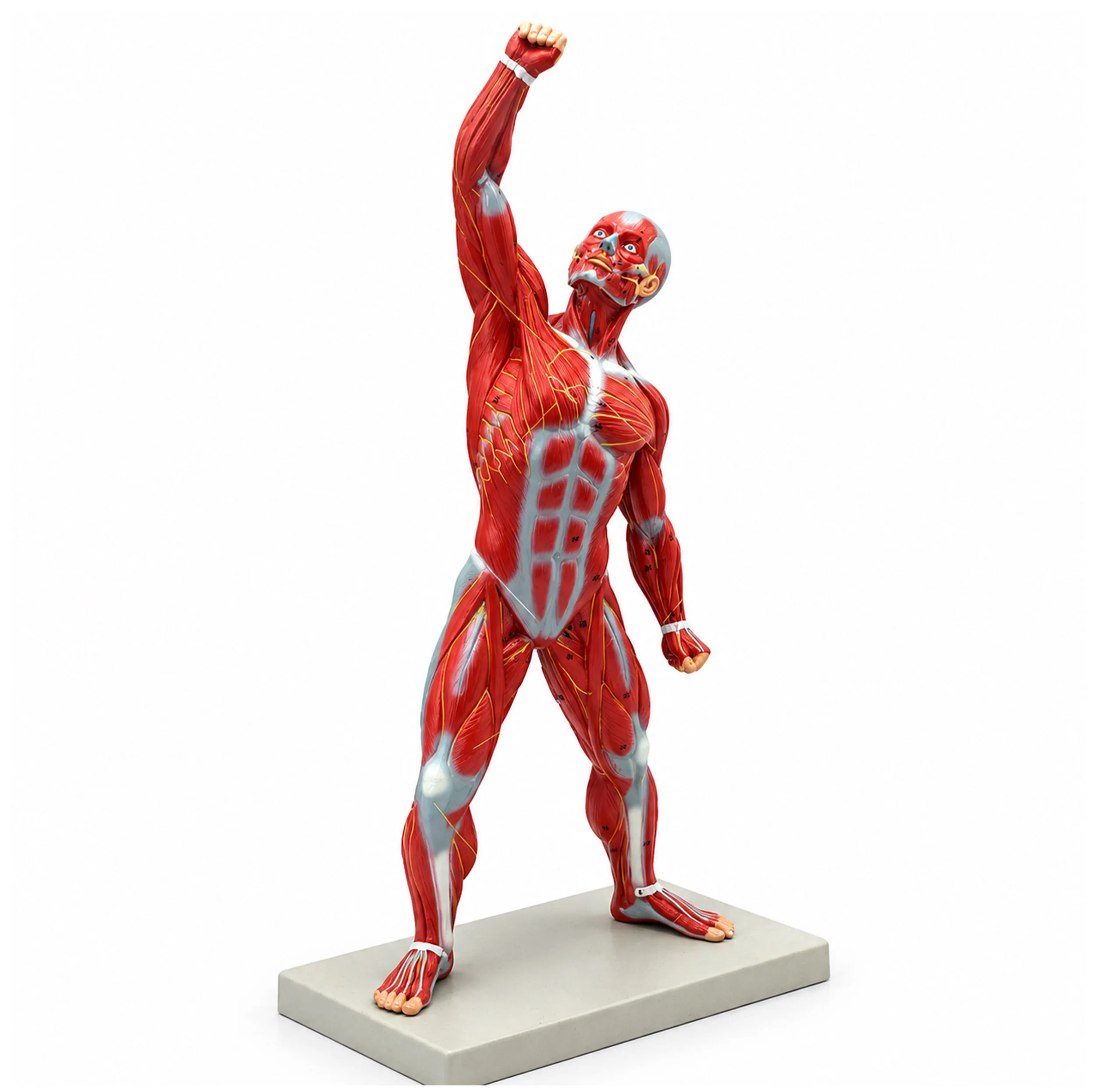 بازی آموزشی مدل مولاژ عضلات انسان کد 3D