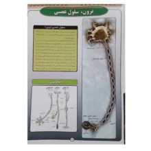 پوستر آموزش مدل زیست شناسی سلول