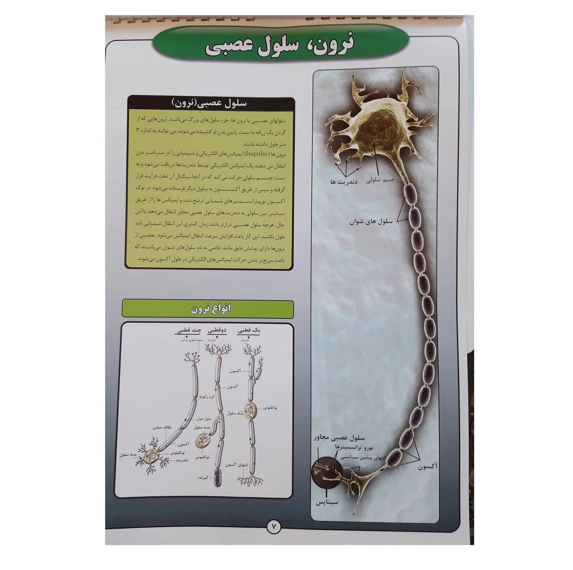 پوستر آموزش مدل زیست شناسی سلول