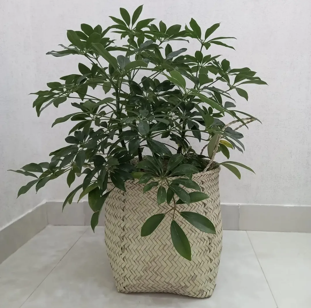 سبد حصیری مدل 20cm