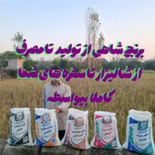 برنج ایرانی طارم امراللهی ممتاز فریدونکنار شاهی - 5 کیلوگرم بسته 2 عددی