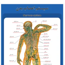 پوستر آموزشی طرح آناتومی ساختار اعصاب