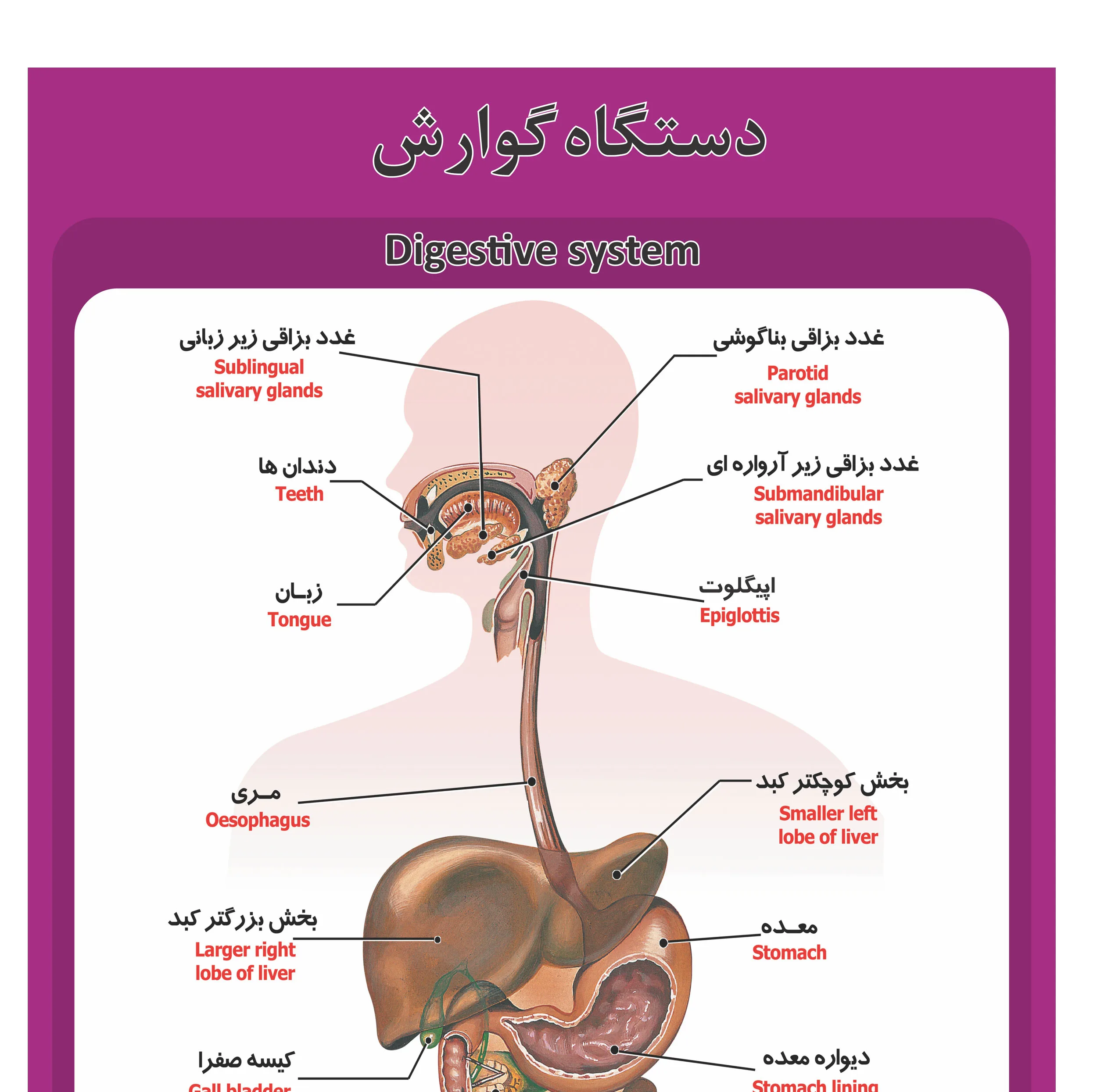 پوستر آموزشی طرح آناتومی دستگاه گوارش