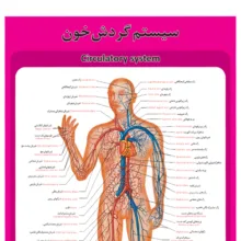 پوستر آموزشی طرح آناتومی سیستم گردش خون