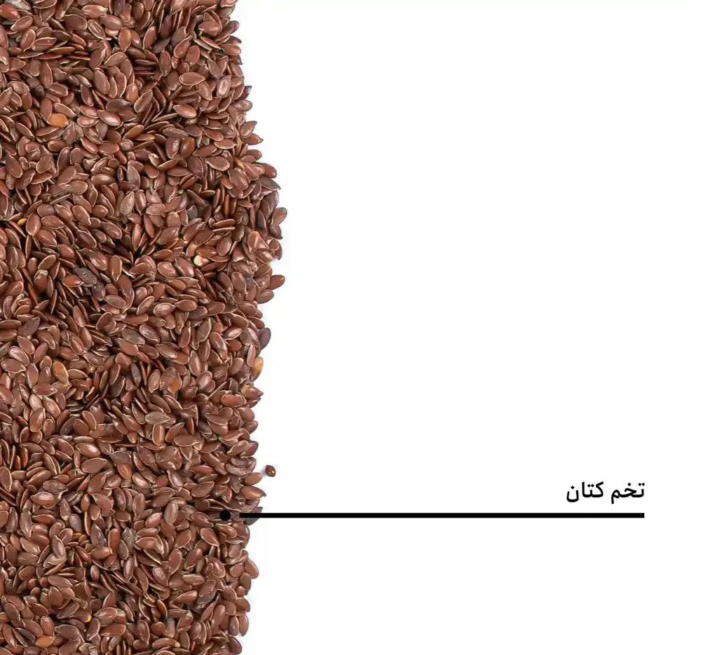 تخم کتان بارجیل