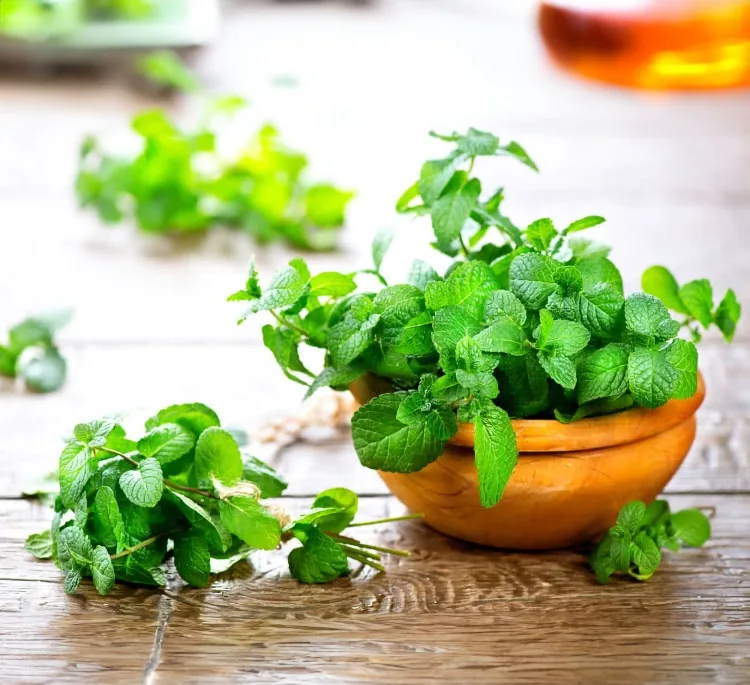 عرق نعنا ارگانیک ژیک حجم 1 لیتر