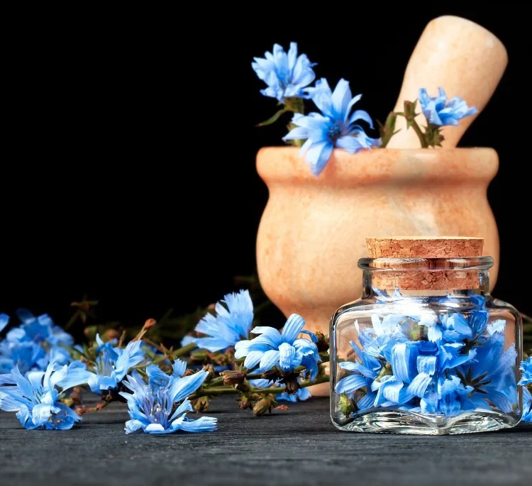 عرق کاسنی ارگانیک ژیک حجم 1 لیتر بسته 9 عددی