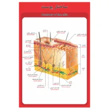 پوستر آموزشی طرح آناتومی ساختار پوست