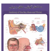 پوستر آموزشی طرح آناتومی گوش،حلق و بینی انسان