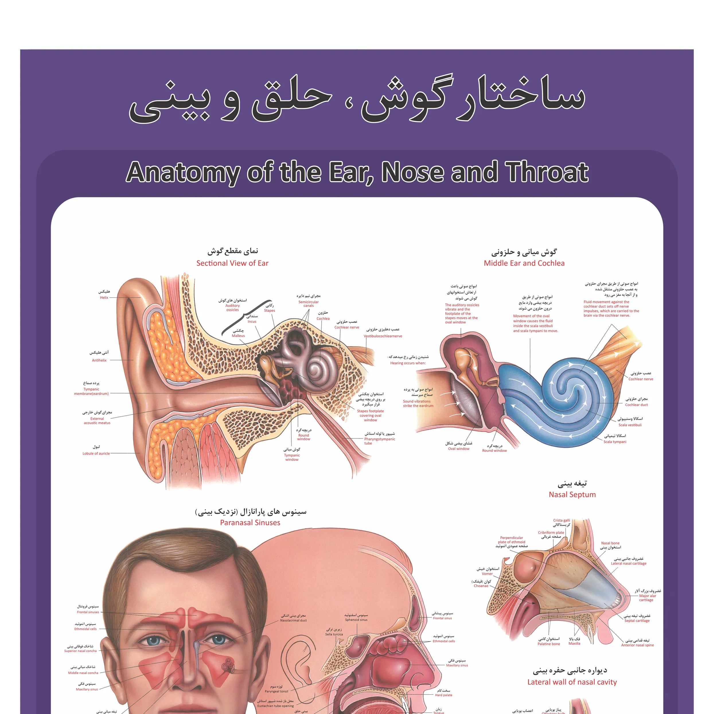 پوستر آموزشی طرح آناتومی گوش،حلق و بینی انسان