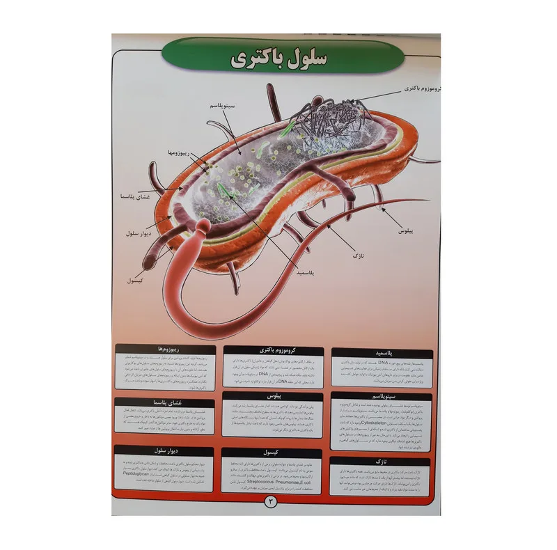 پوستر آموزش مدل زیست شناسی سلول
