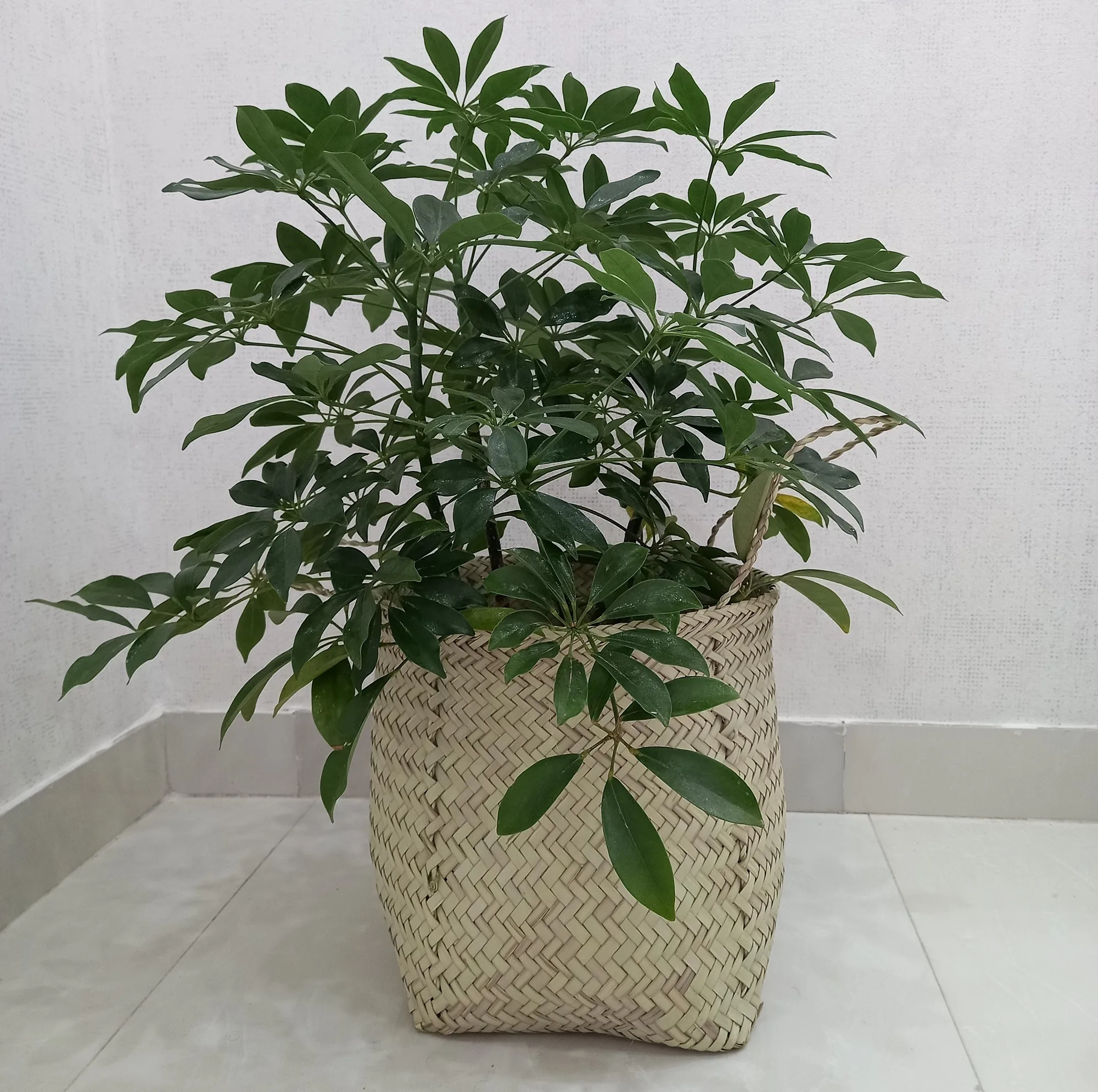 سبد حصیری مدل استوانه کد cm23-21